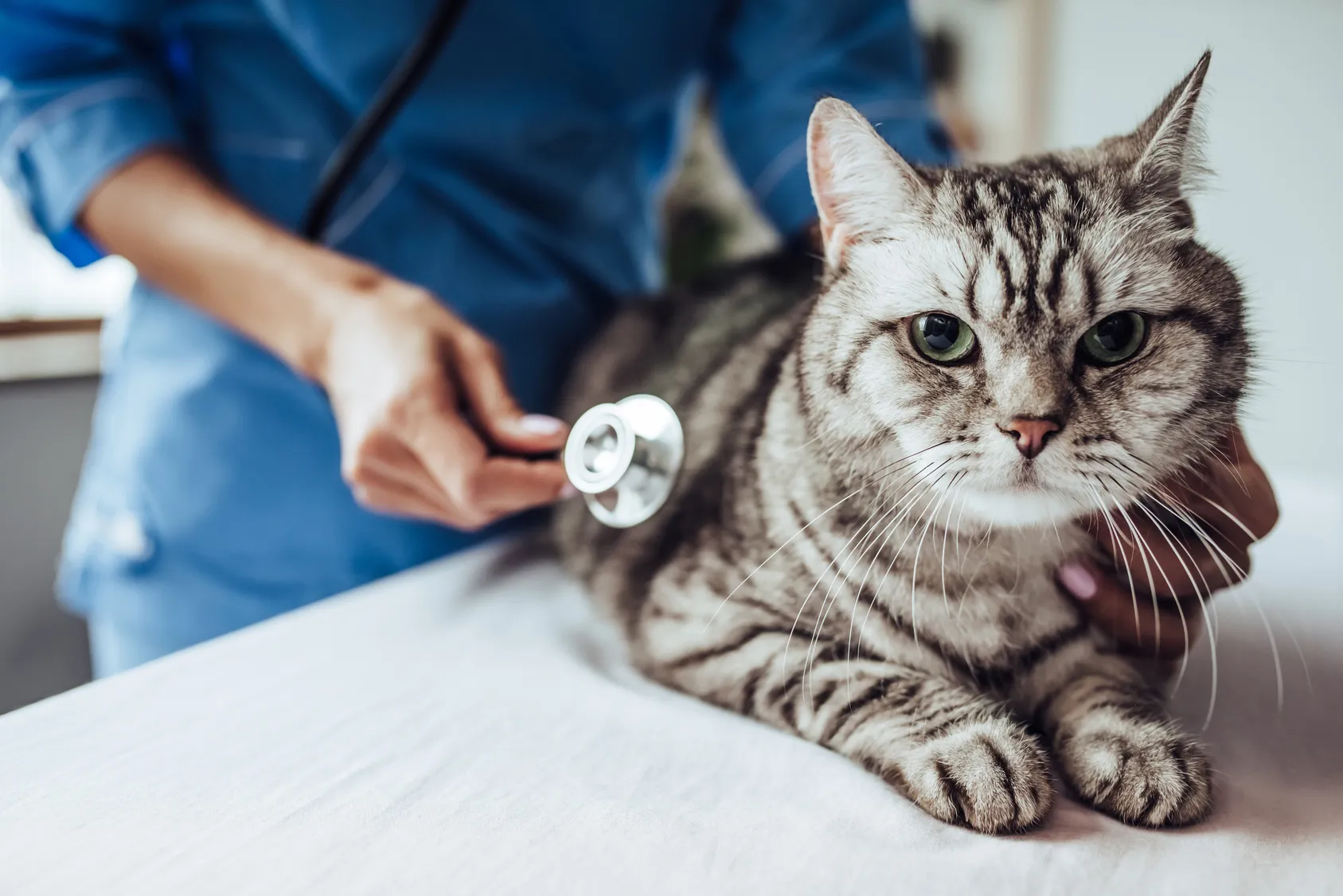 Troubles hormonaux et nerveux chez le chat chat nerveux et vétérinaire