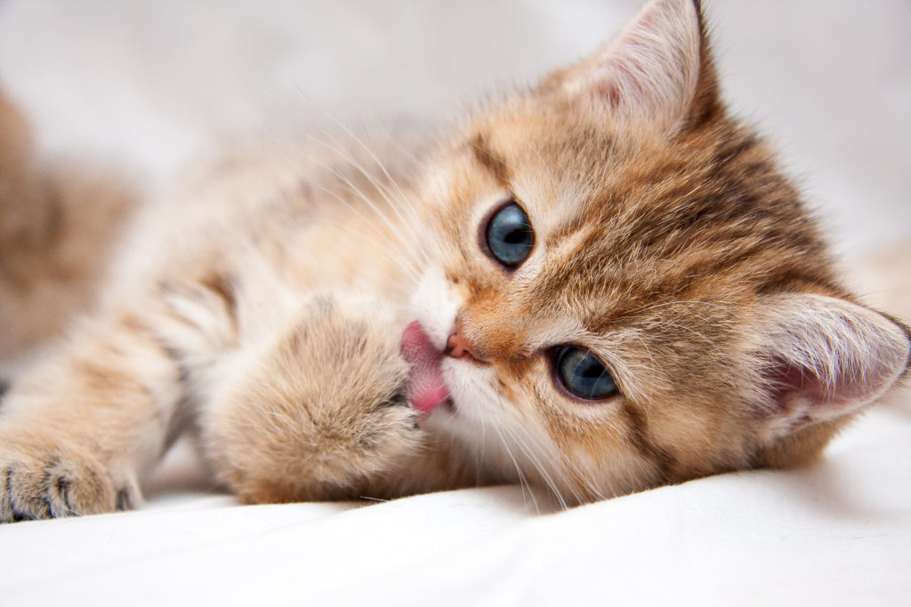 Noms de chats pour 2019 Portait d'un châton roux allongé sur le côté qui se lêche la patte avant