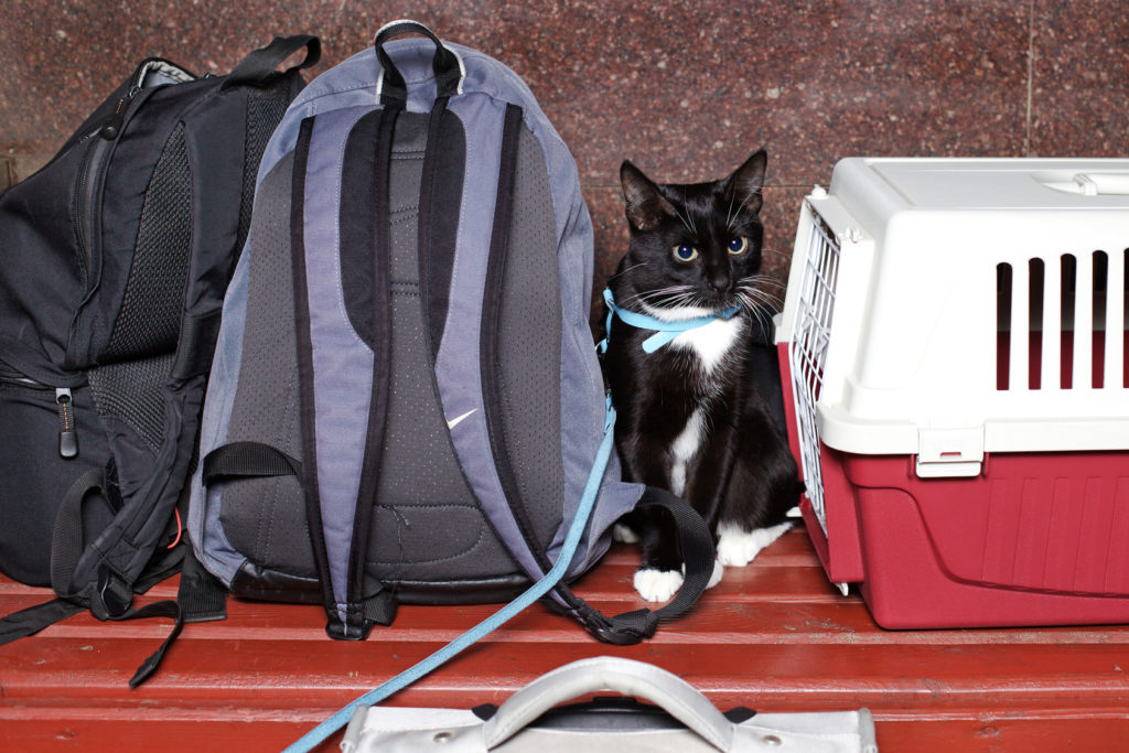un chat et une caisse de transport