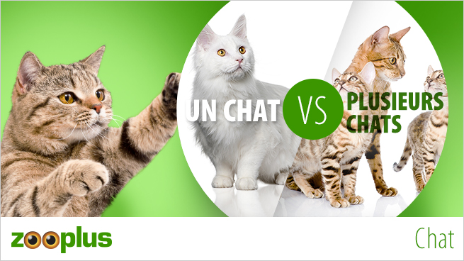 Adopter un chat VS adopter plusieurs chats