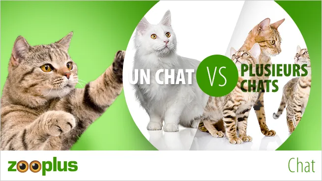 Adopter un chat VS adopter plusieurs chats