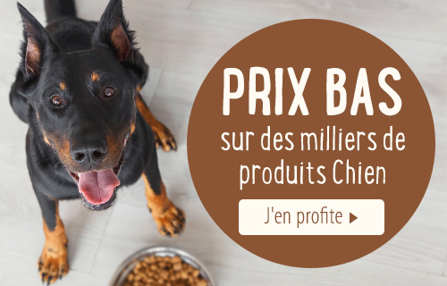 Top 50+ accessoires pour chien, les cadeaux canins