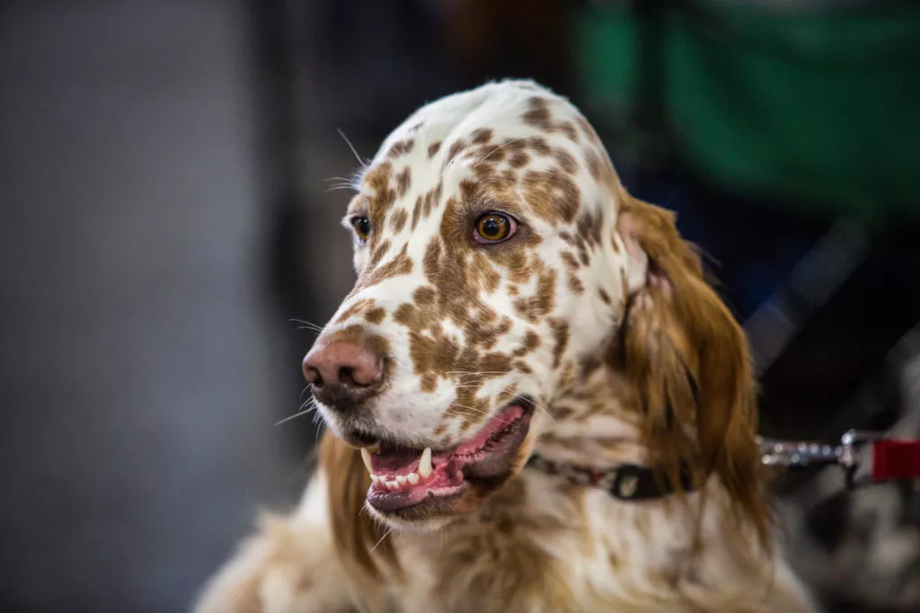 Portrait d'un Setter anglais blanc mouchet&eacute; de marron