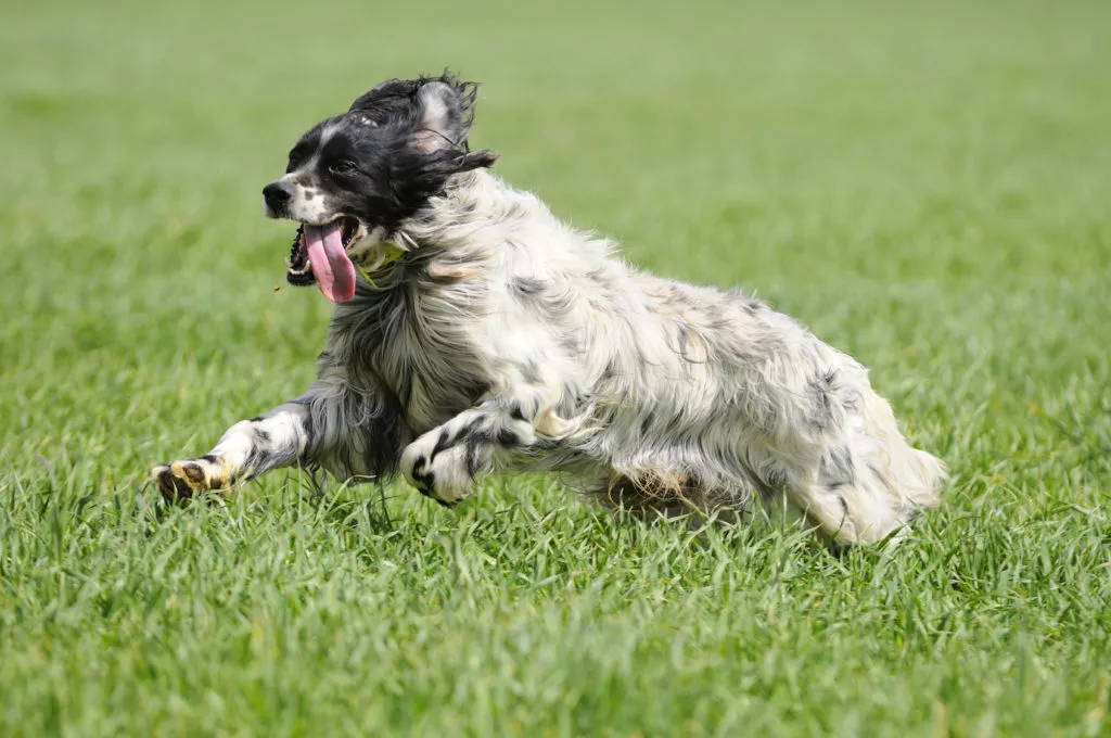 Un Setter anglais court dans un pr&eacute;