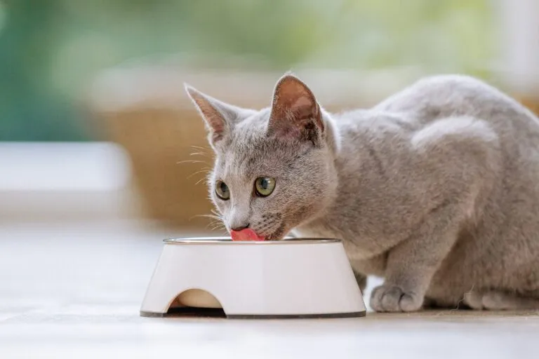 Un chat mange de la nourriture spéciale pour chats stérilisés Un chat mange de la nourriture spéciale pour chats stérilisés