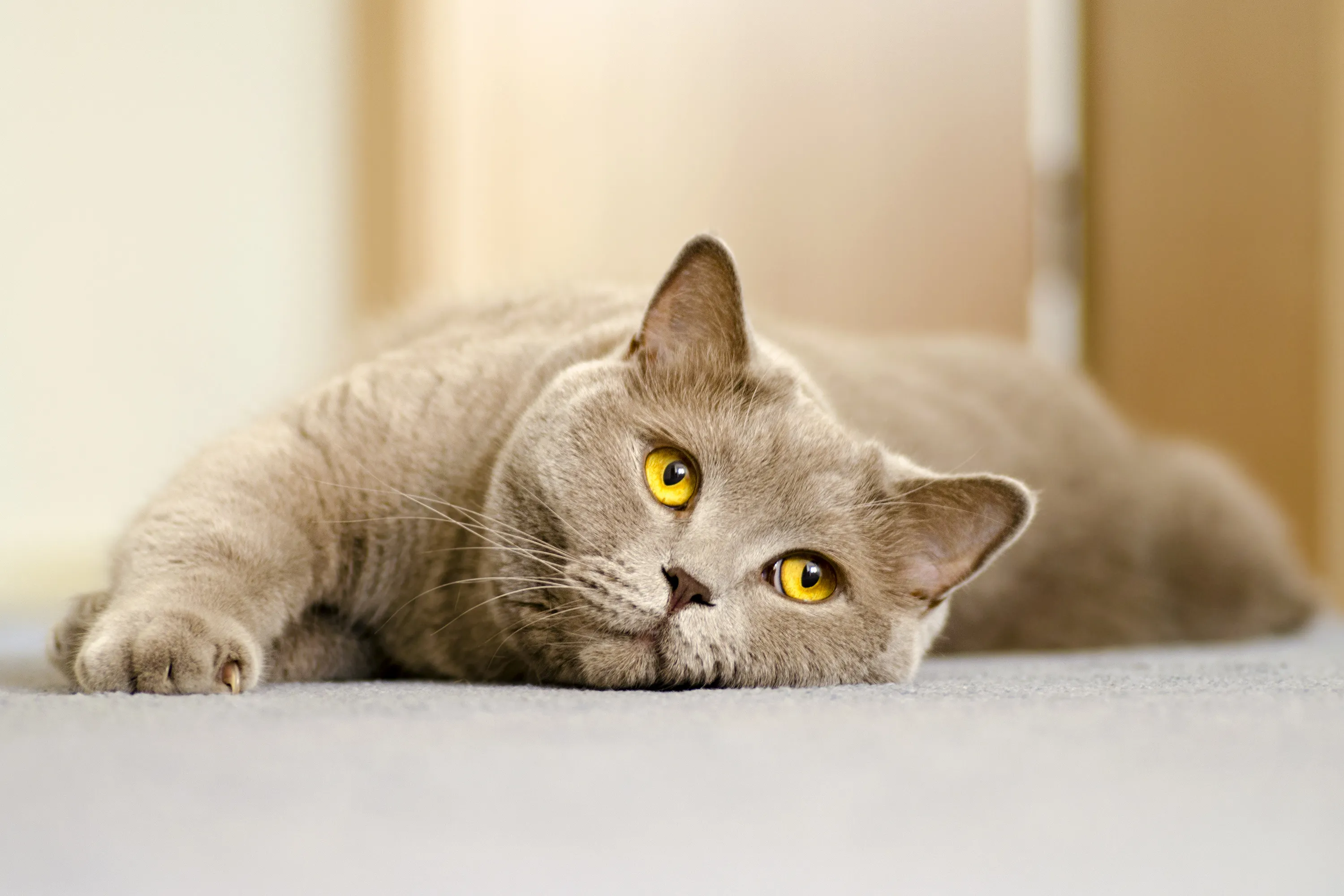 alimentation british shorthair chat de race