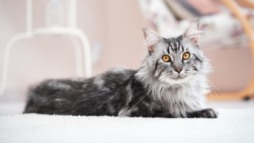 chat maine coon allongé sur un tapis blanc