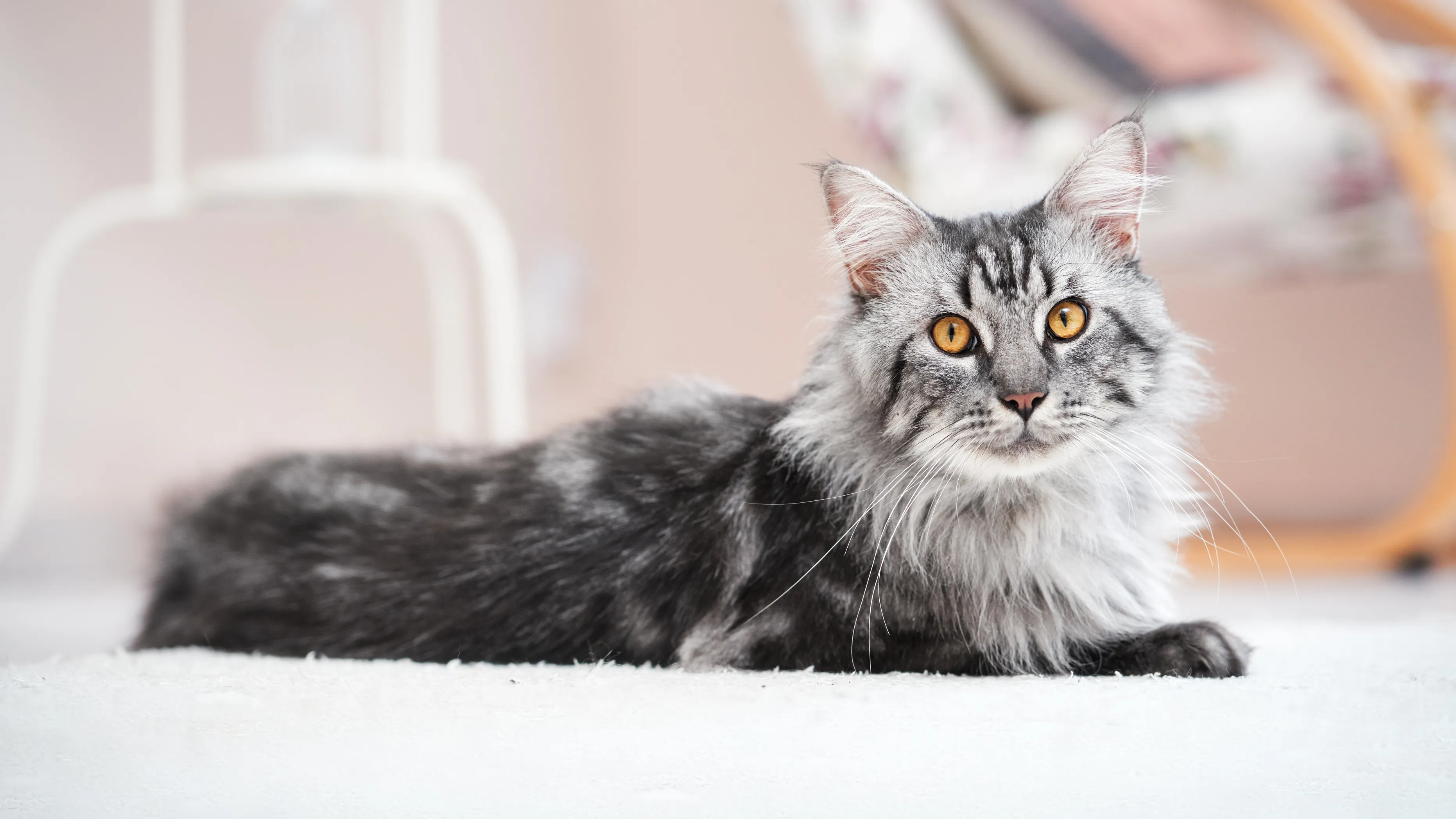 alimentation maine coon chat maine coon allongé sur un tapis blanc