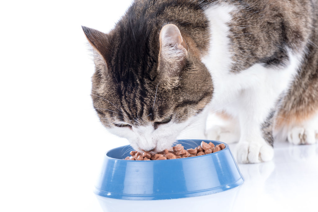Chat se lêche les babines, la tête au-dessus de son assiette de nourriture sans céréales
