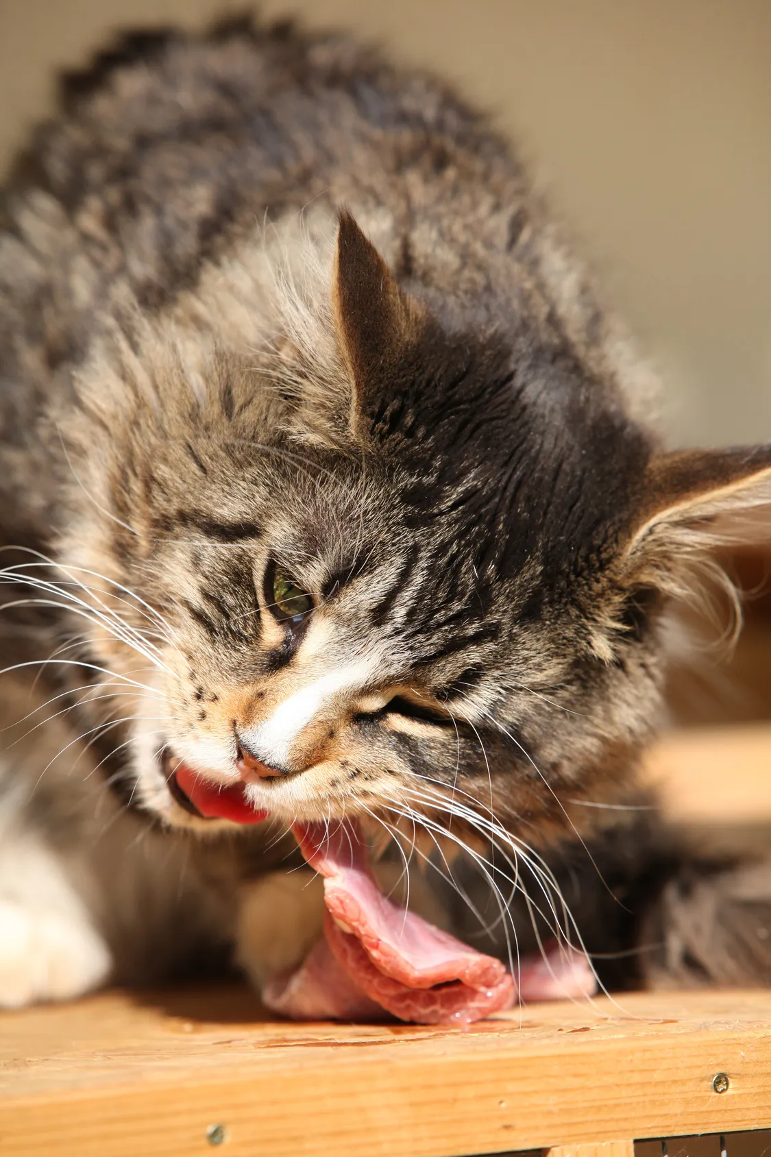 Alimentation barf pour chat Chat et barf