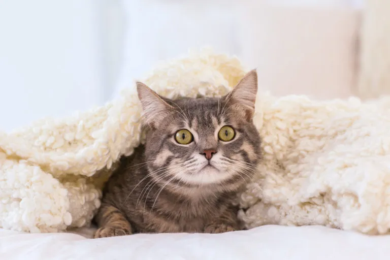 chat qui a peur des feux d'artifices