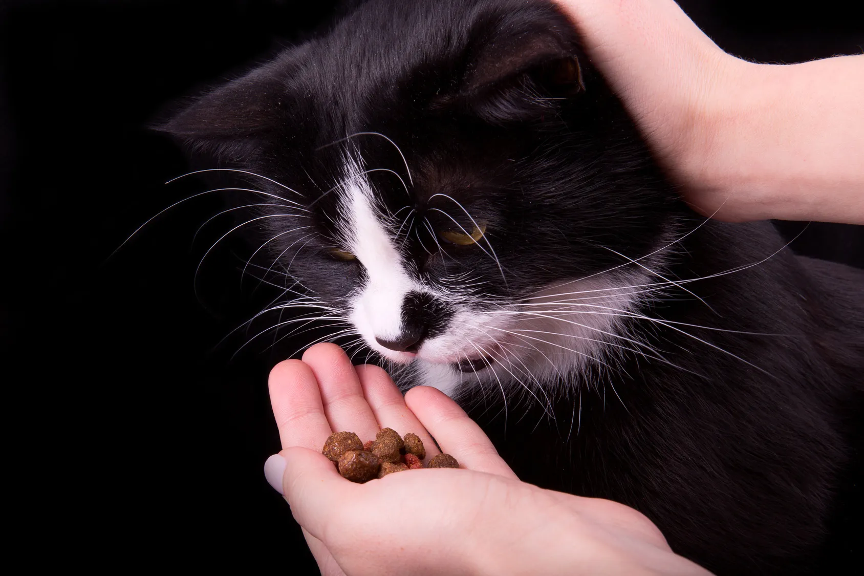 Alimentation du chat stérilisé chat mange des croquettes pour chat stérilisé