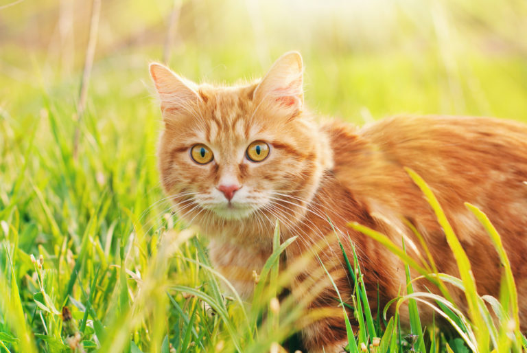 Mon chat estil heureux ? 10 signes qui le prouvent Magazine zooplus