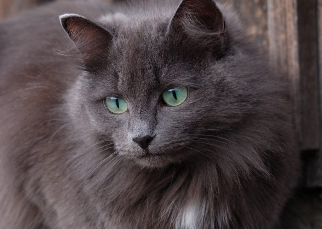 chat gris aux yeux verts