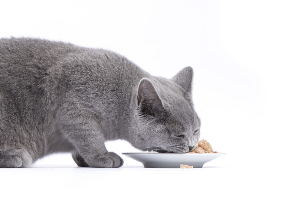 Chat gris en train de manger sur fond blanc