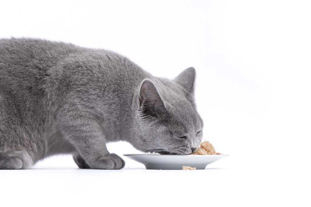 Nourriture pour chat diabétique Chat gris en train de manger sur fond blanc
