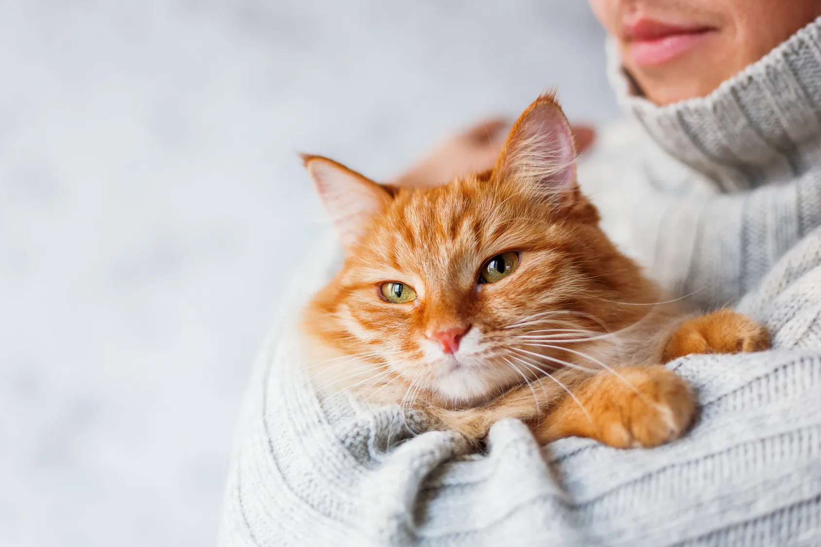 Chat roux tenu dans les bras de son maître, qui porte un pull en laine gris