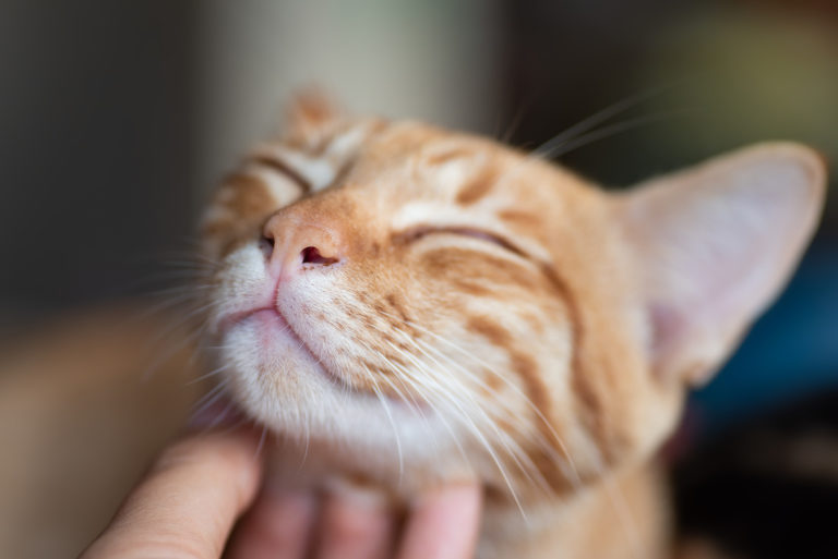 chat tigré roux qui se fait gratter le menton