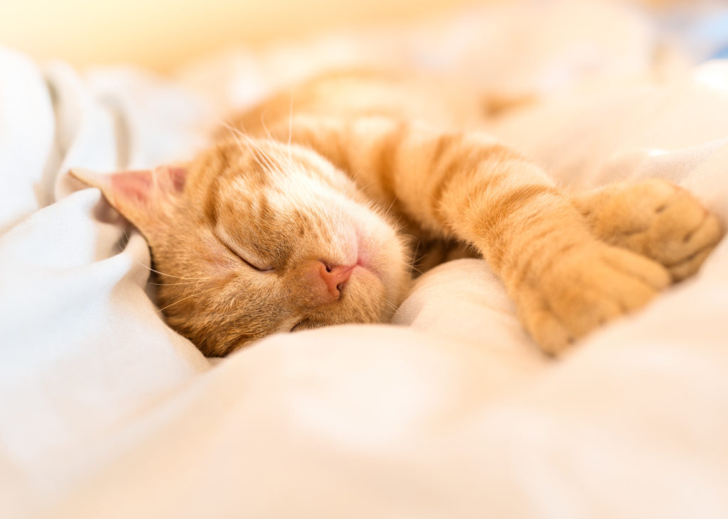 chat roux qui dort dans des couvertures, signe que mon chat m'aime