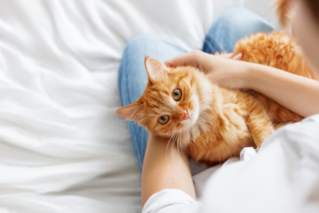 chat roux qui se fait caliner sur les genoux de sa maîtresse