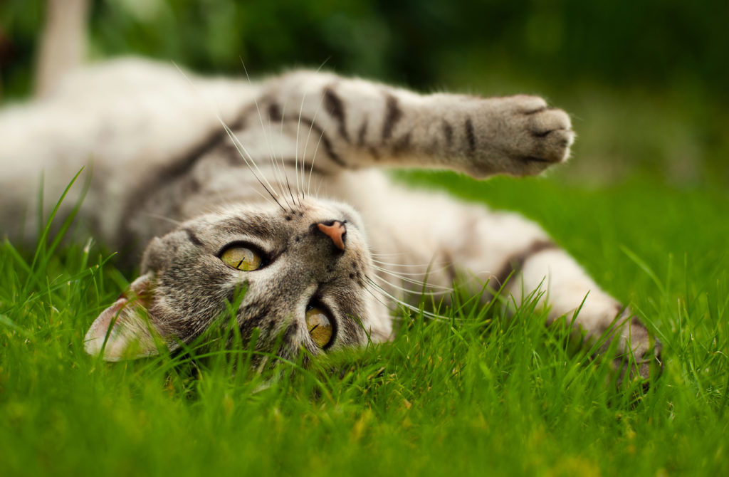 Chat tigré gris qui se roule dans l'herbe