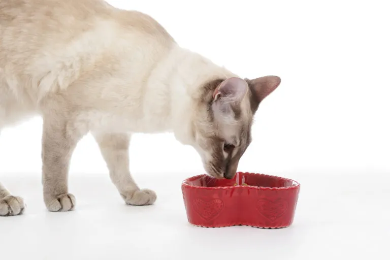 alimentation du chat stérilisé chat qui mange de la nourriture pour chat stérilisé
