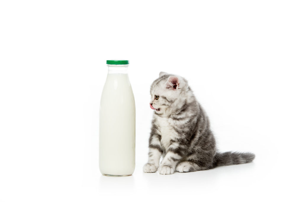 Le lait est-il bon pour les chats ? - FEELLOO