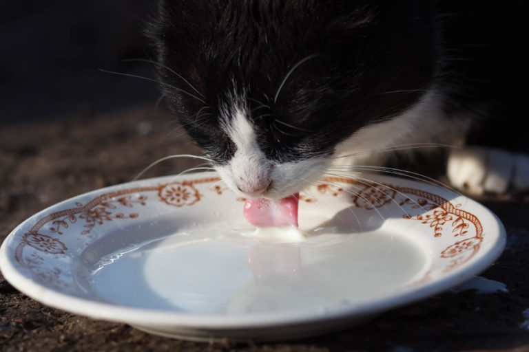 Chat en train de boire du lait dans une assiette creuse