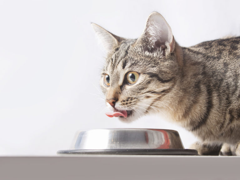 chat qui mange dans sa gamelle