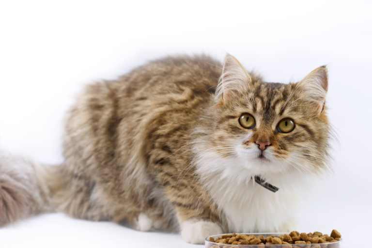 Maine Coon devant sa gamelle de croquettes sur fond blanc