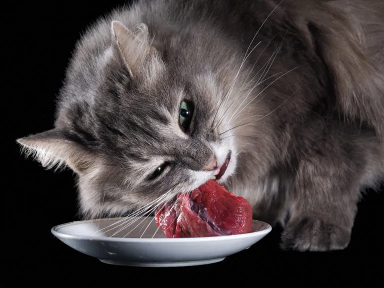 BARF pour chats chat et barf