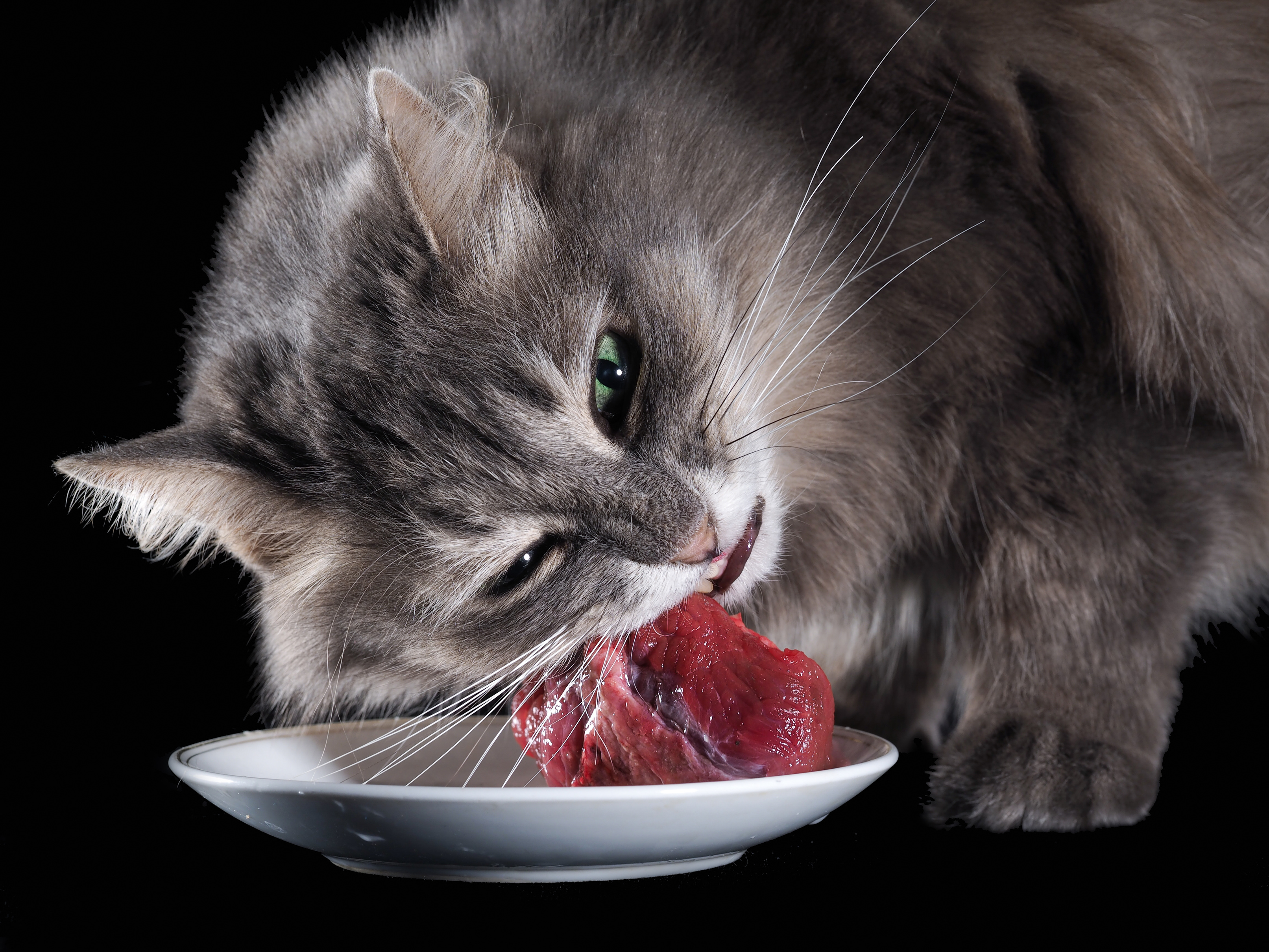 Nourrir Son Chat Au Barf Avantages Et Inconvenients Magazine Zooplus