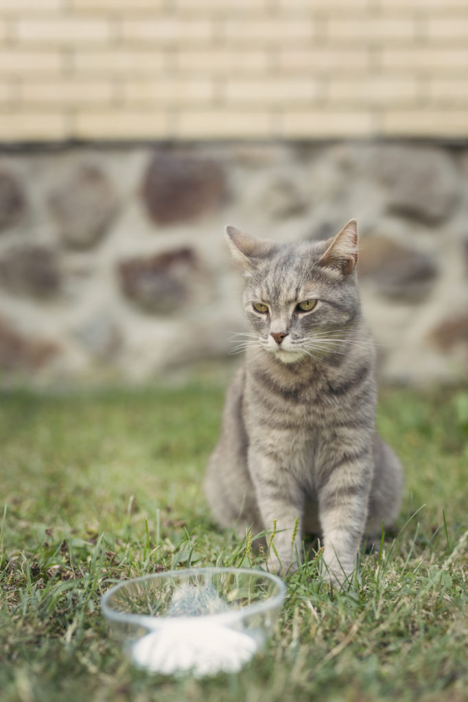 Chat gris assis dans l'herbe du jardin devant un bol de lait