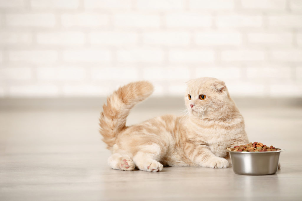 Nourriture bio pour chat Chat crème couché devant sa gamelle