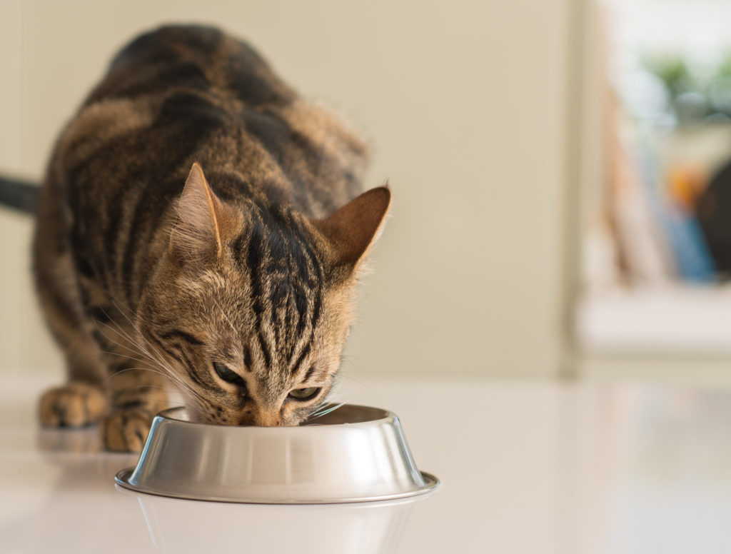 Nourriture bio pour chat Chat brun et noir en train de manger dans sa gamelle