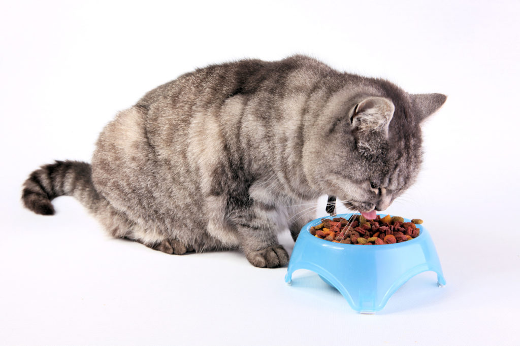 alimentation du chat stérilisé chat gris en train de manger dans sa gamelle bleue