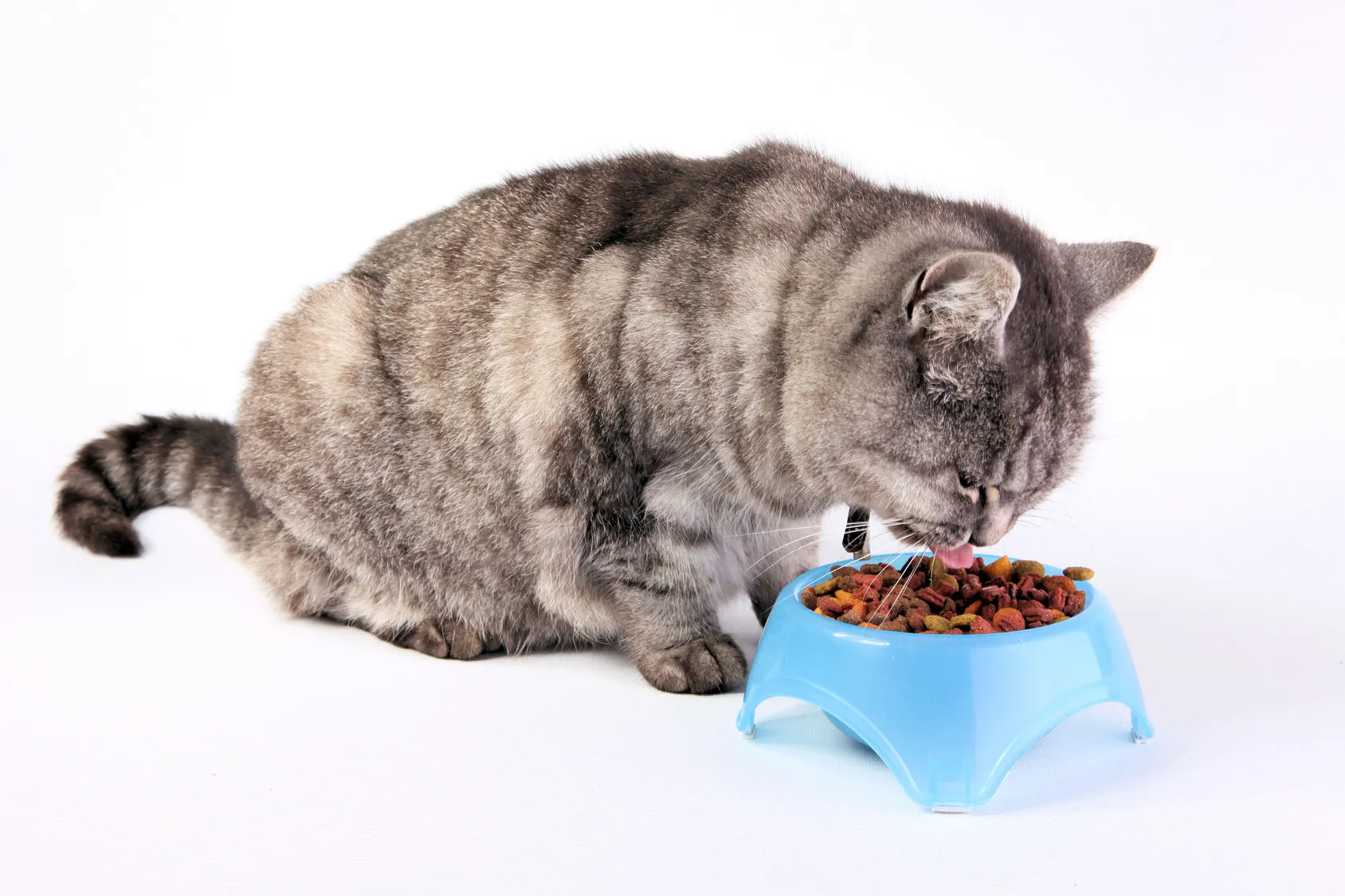 alimentation du chat stérilisé chat gris en train de manger dans sa gamelle bleue