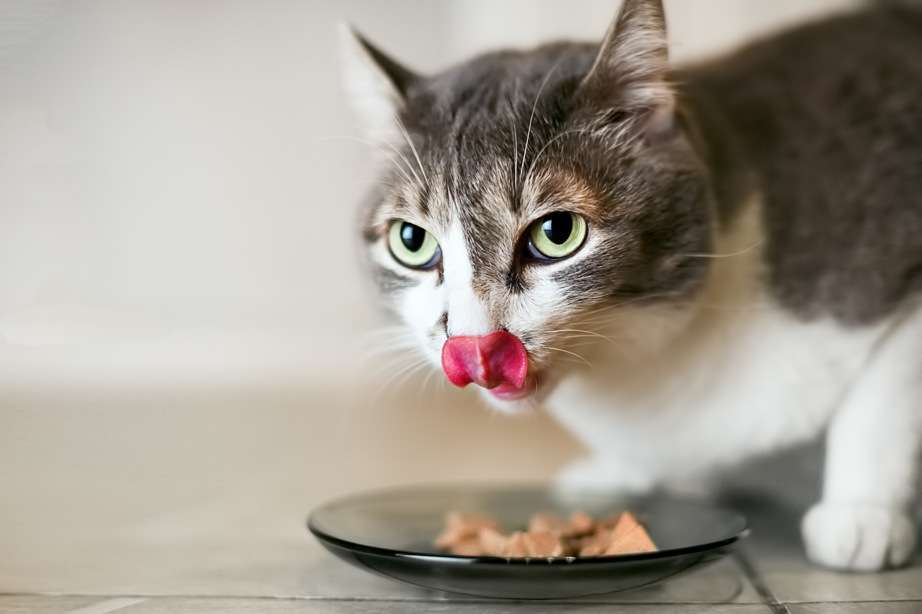 Alimentation sans céréales pour chat