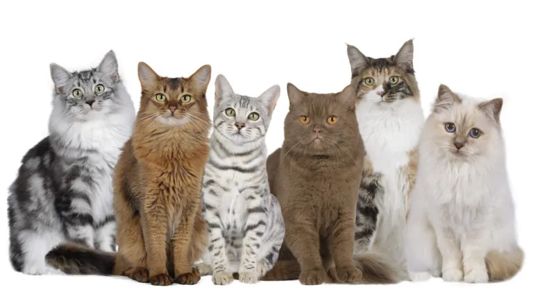 Nourriture pour chat adaptée à la race Groupe de chats de différentes couleurs sur fond bland