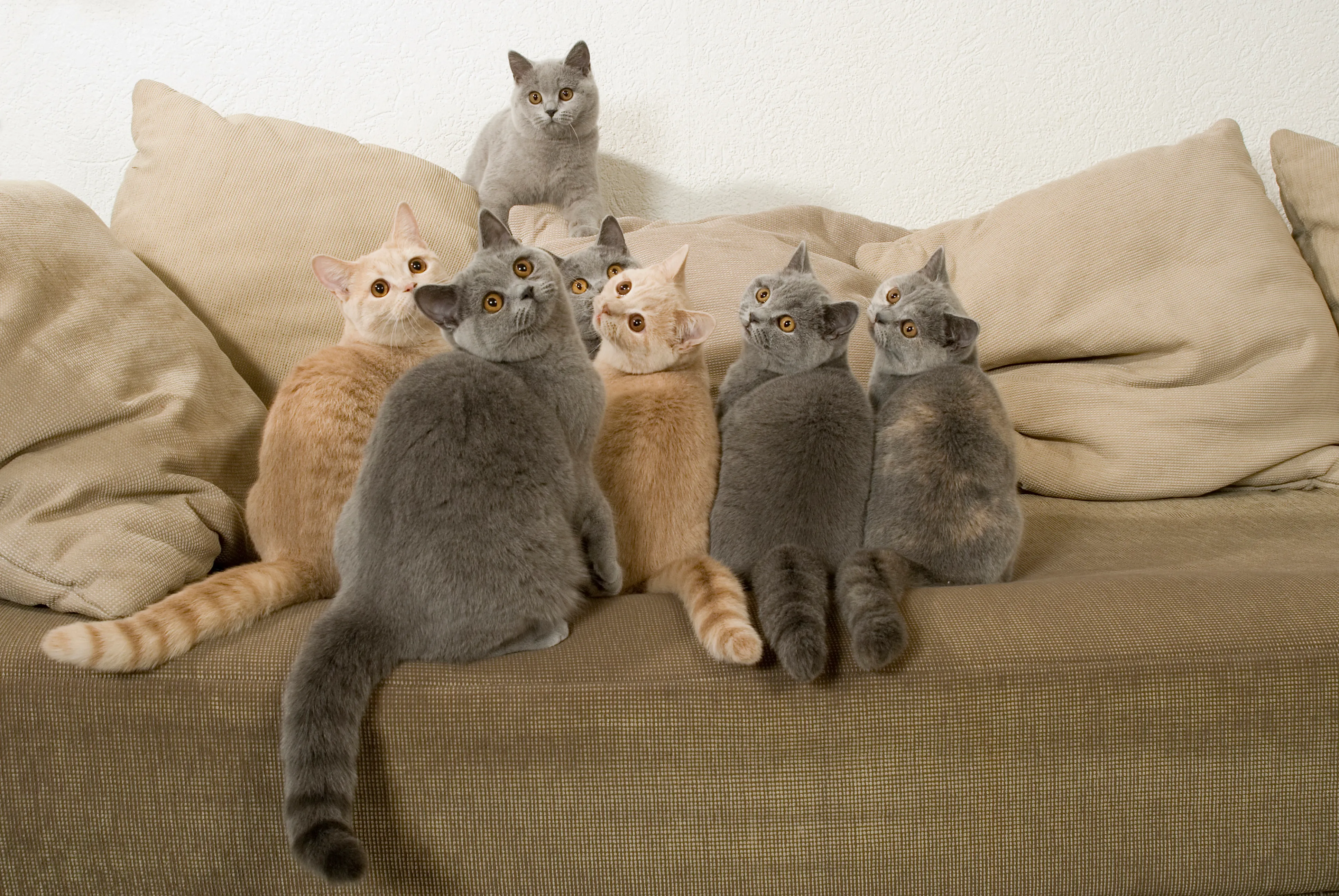 Plusieurs chats à adopter