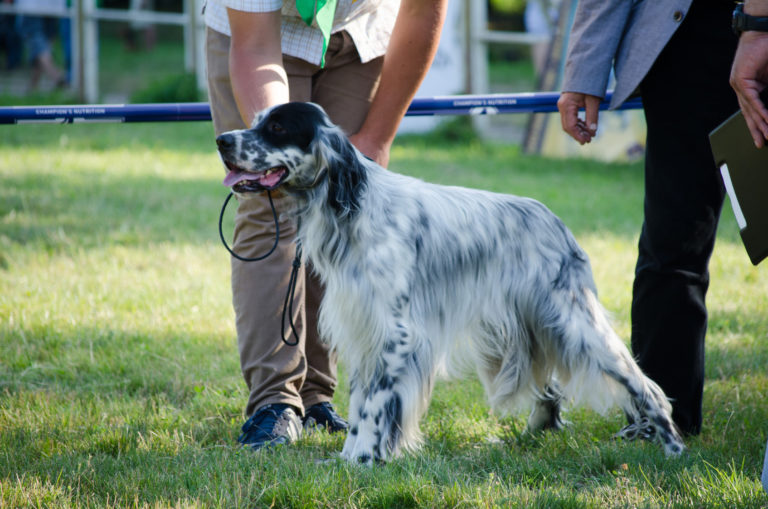 Setter Anglais Origines Caractère Besoins