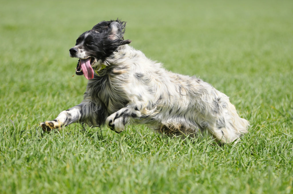 Setter anglais en train de courir dans l'herbe