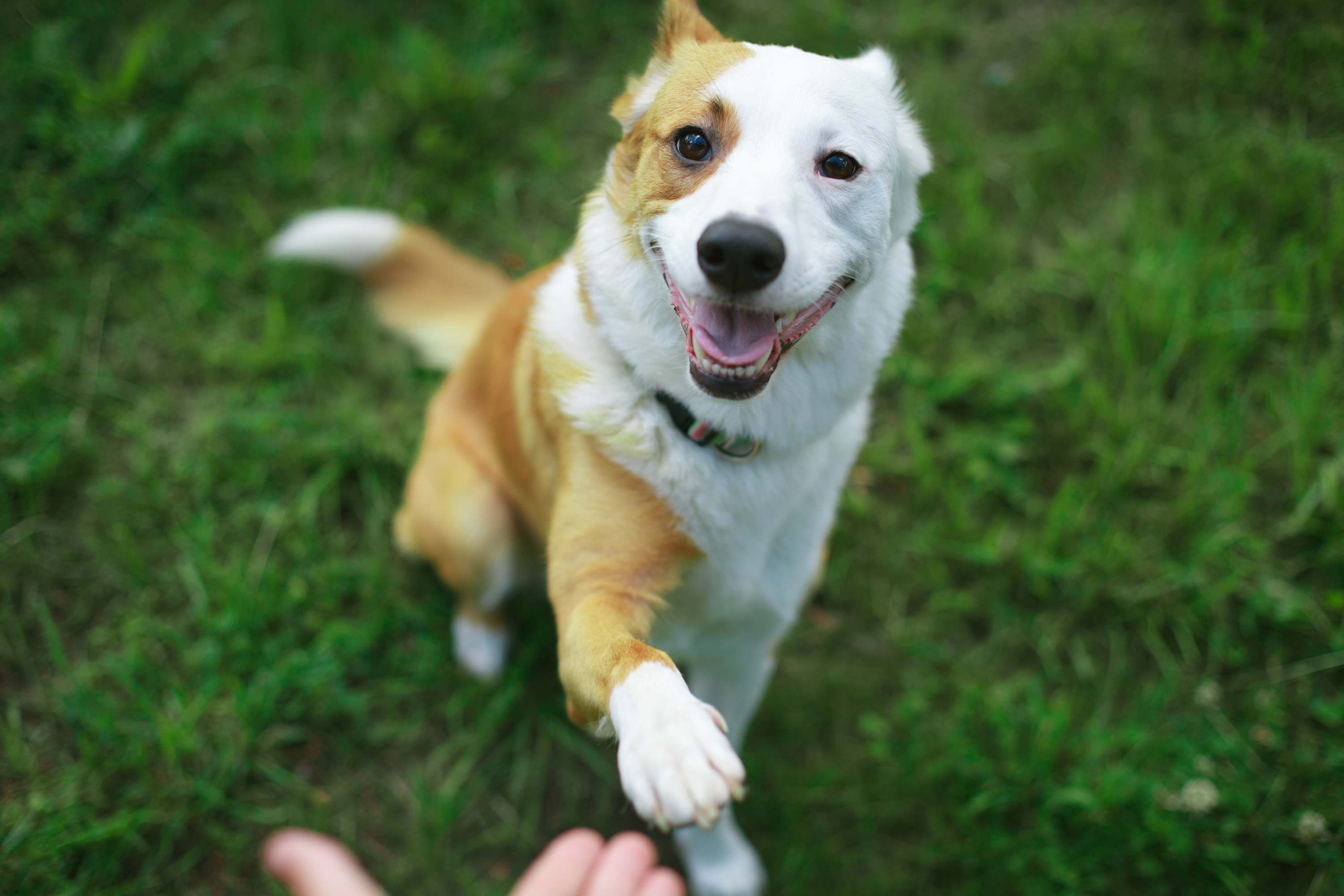 Quand mon chien arrête-t-il de grandir ?