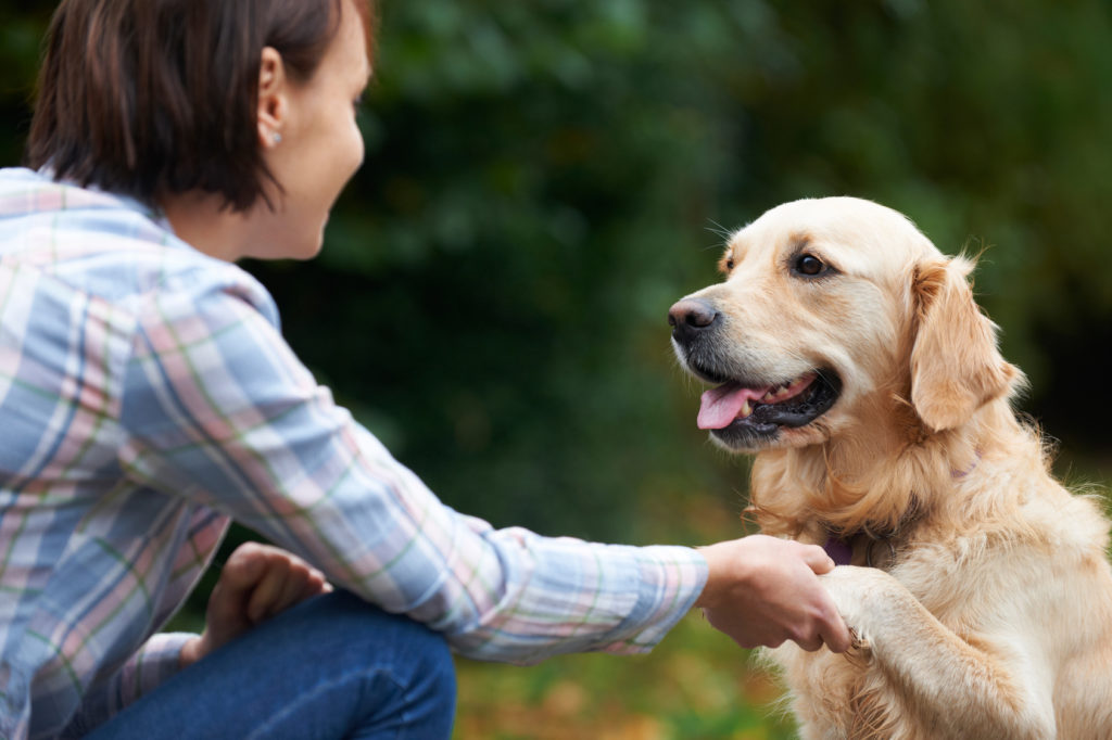 Golden Retriever qui donne la patte à son maître en extérieur