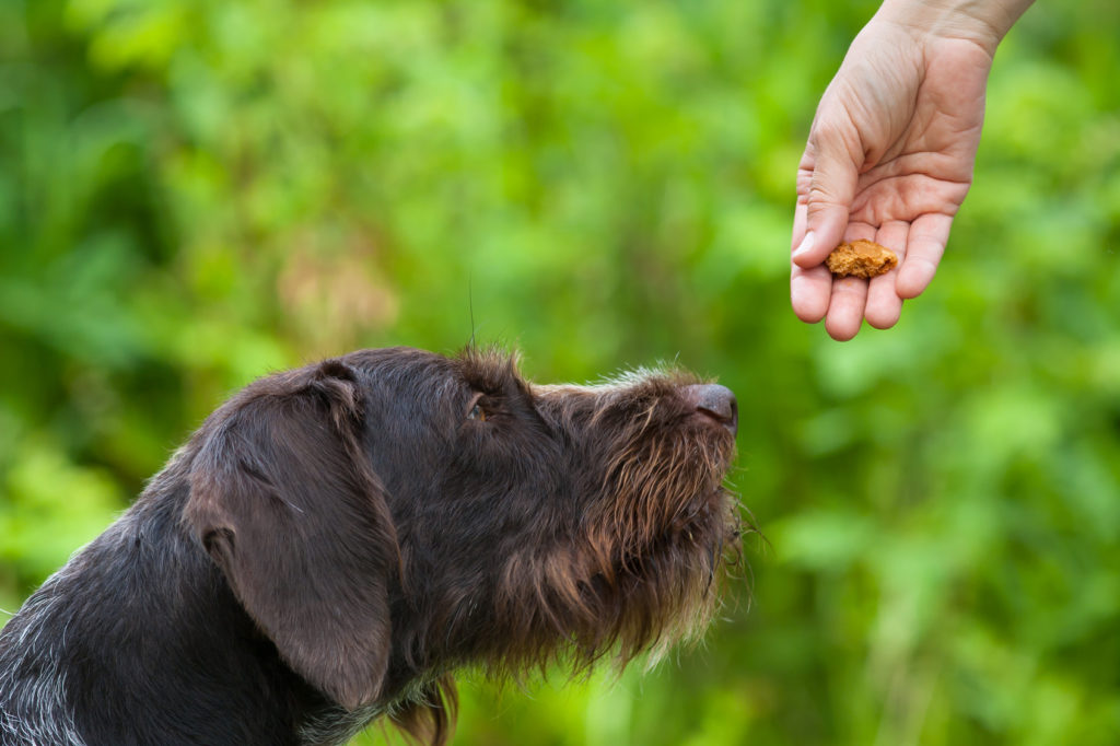 Eduquer un chien adulte