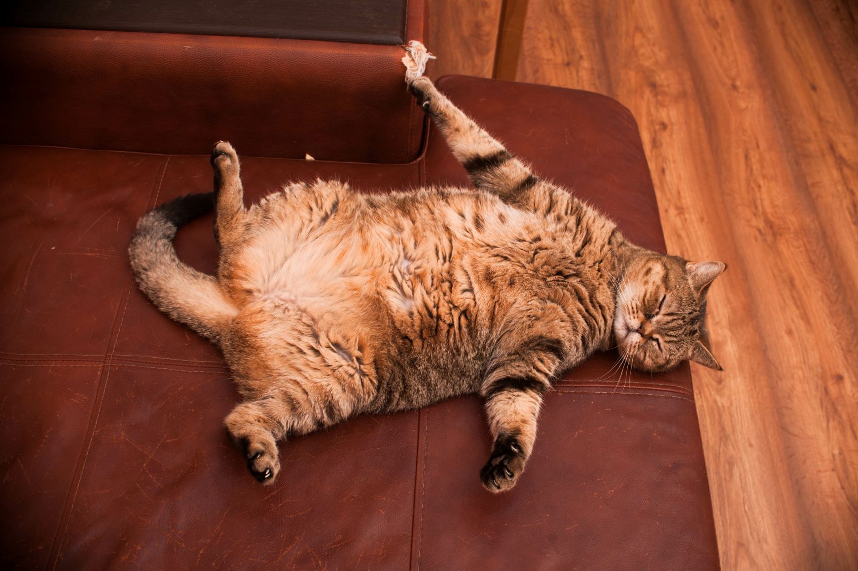 Mon chat est-il trop gros ? Perte de poids saine | Magazine zooplus