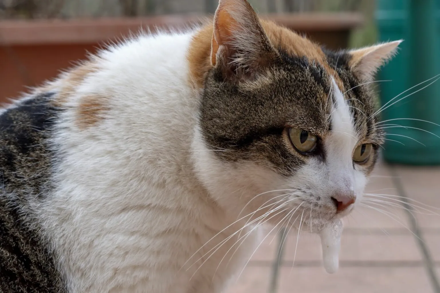 chat et intoxication plantes toxiques et chat