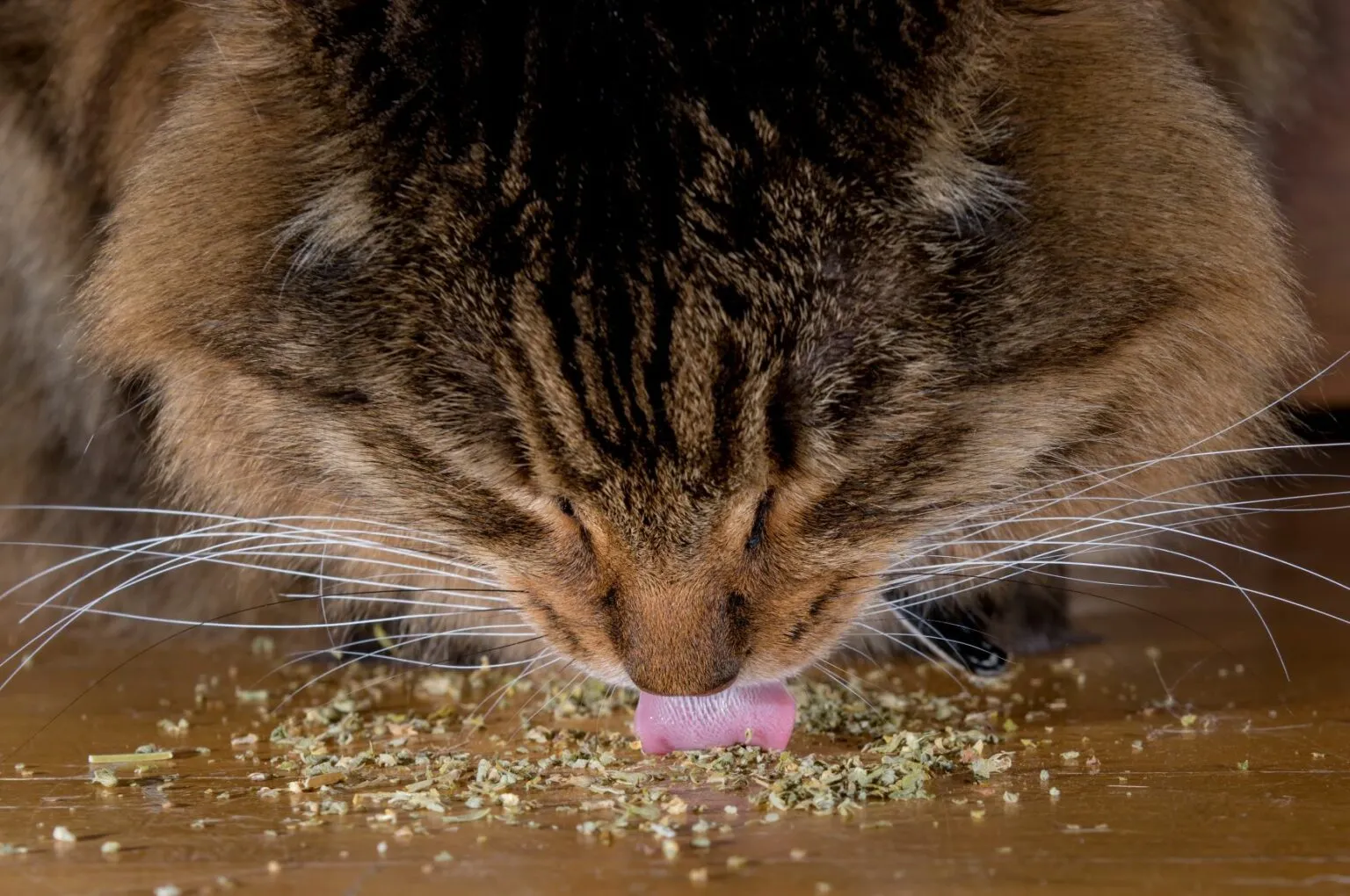 chat et menthe à chat chat et plante non toxique