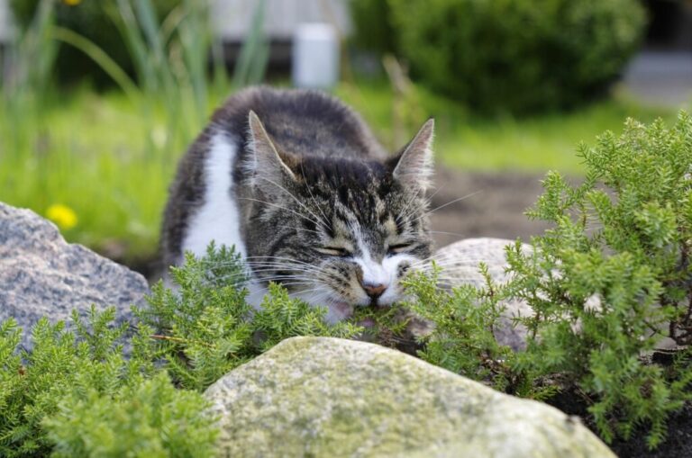 Les plantes sans danger pour votre chat - Absolument Chats