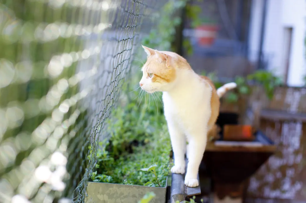 Un chat admire la vue derri&egrave;re un filet depuis un balcon